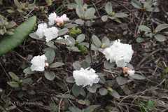 Rhododendron anthopogon